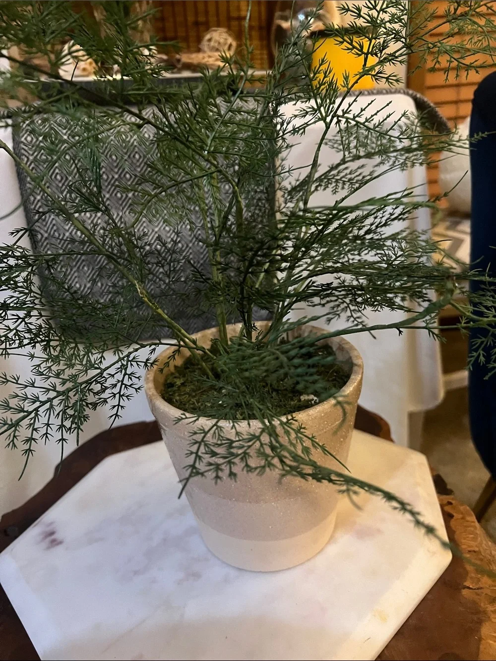 Neutral Two-Tone Ceramic Plant Pot with Green Foliage
